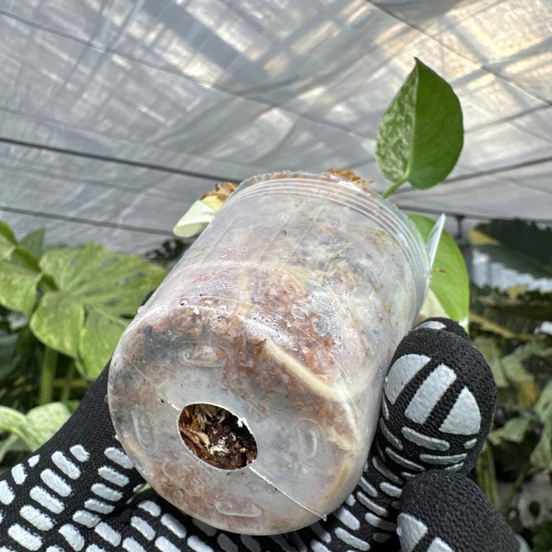 B4モンステラ　デリシオーサ　ミント斑入り　2寸ポリポット　ネコポス発送