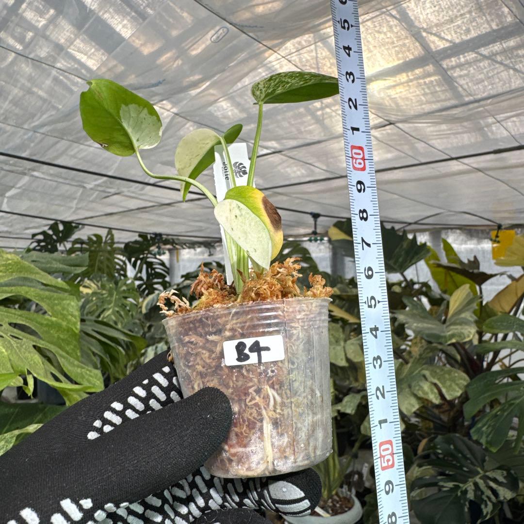 B4モンステラ　デリシオーサ　ミント斑入り　2寸ポリポット　ネコポス発送