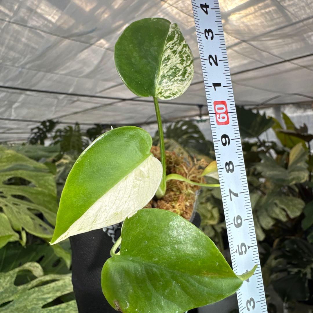 B4モンステラ　デリシオーサ　ミント斑入り　2寸ポリポット　ネコポス発送