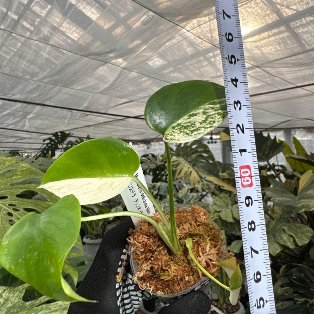 B4モンステラ　デリシオーサ　ミント斑入り　2寸ポリポット　ネコポス発送