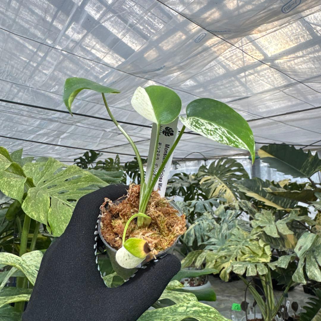 B4モンステラ　デリシオーサ　ミント斑入り　2寸ポリポット　ネコポス発送