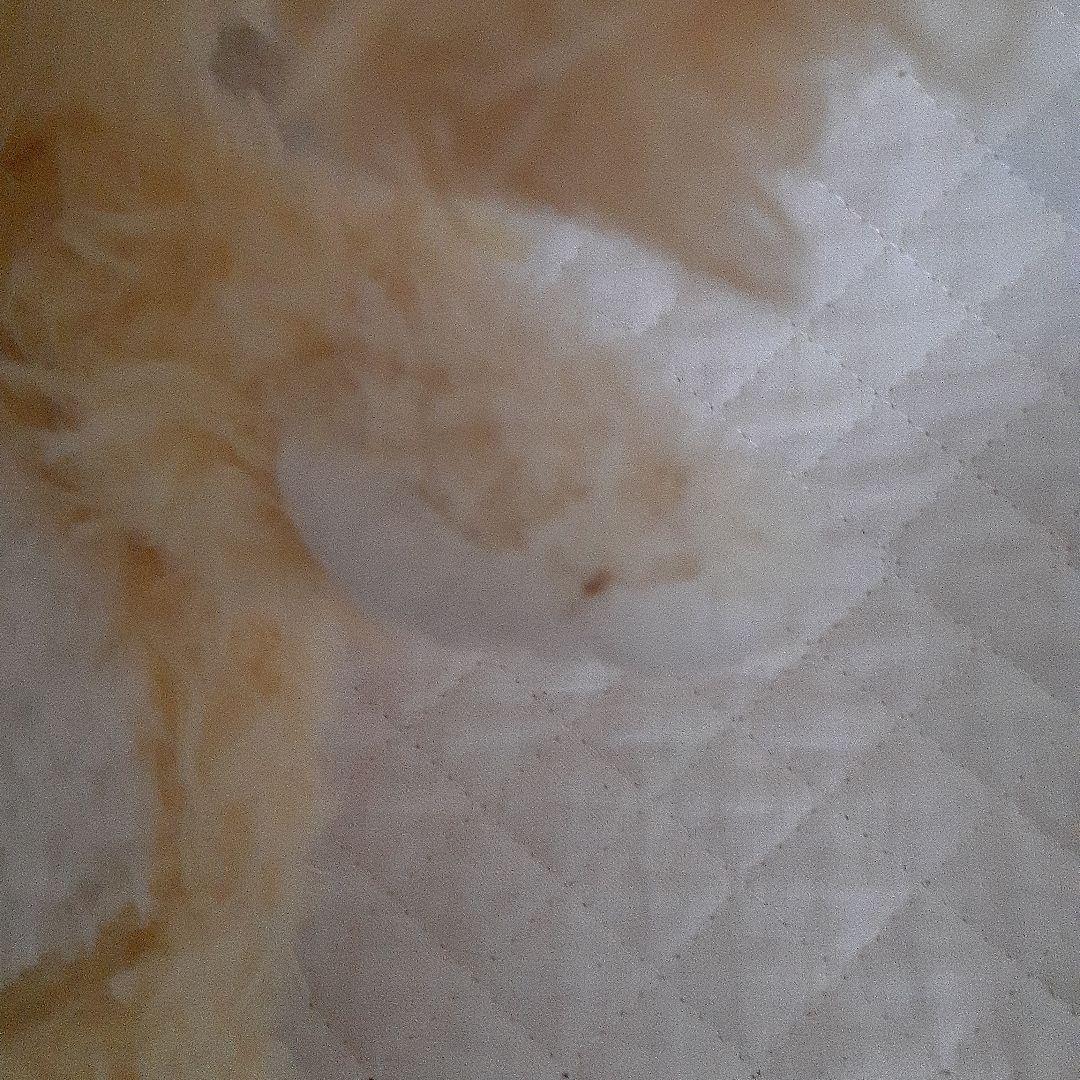 ディズニー★クッキー★オルメル