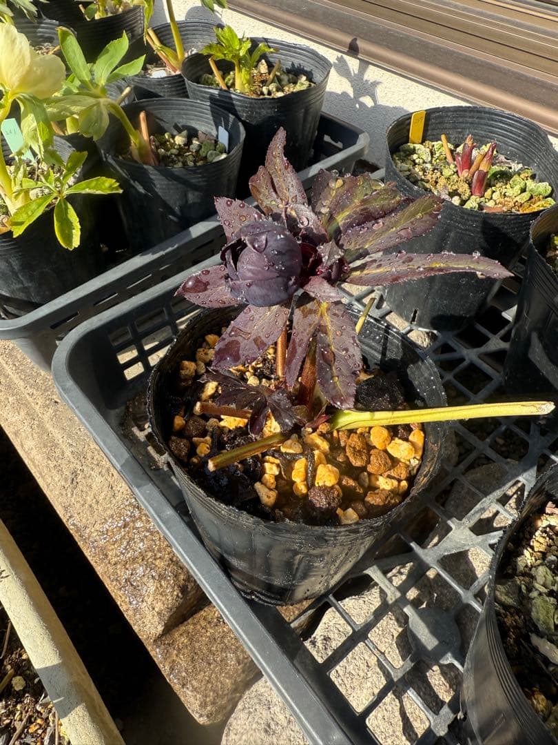 ★クリスマスローズ★DDブラック　鴉羽