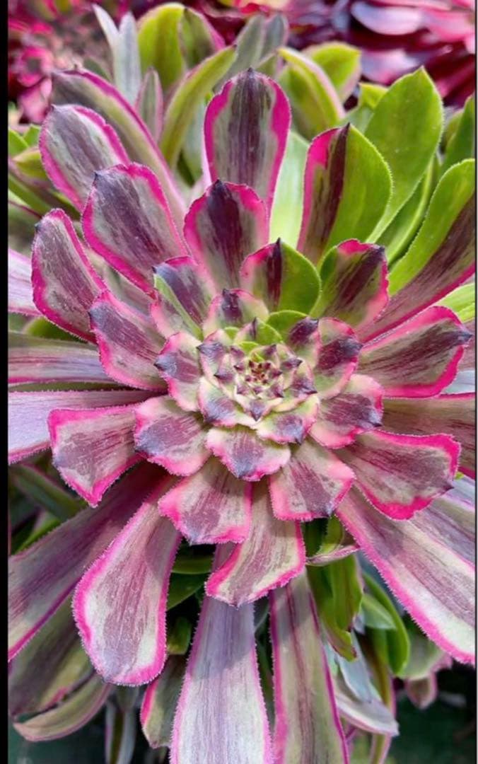 12#多肉植物アエオニウム錦❤️花顏ピンクディジー❤️22頭33cm 拔き苗