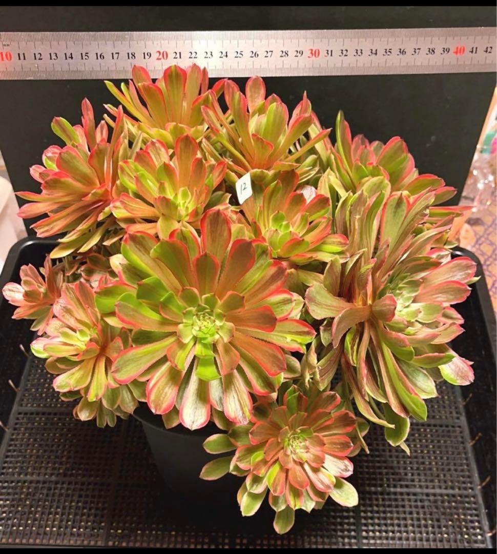 12#多肉植物アエオニウム錦❤️花顏ピンクディジー❤️22頭33cm 拔き苗