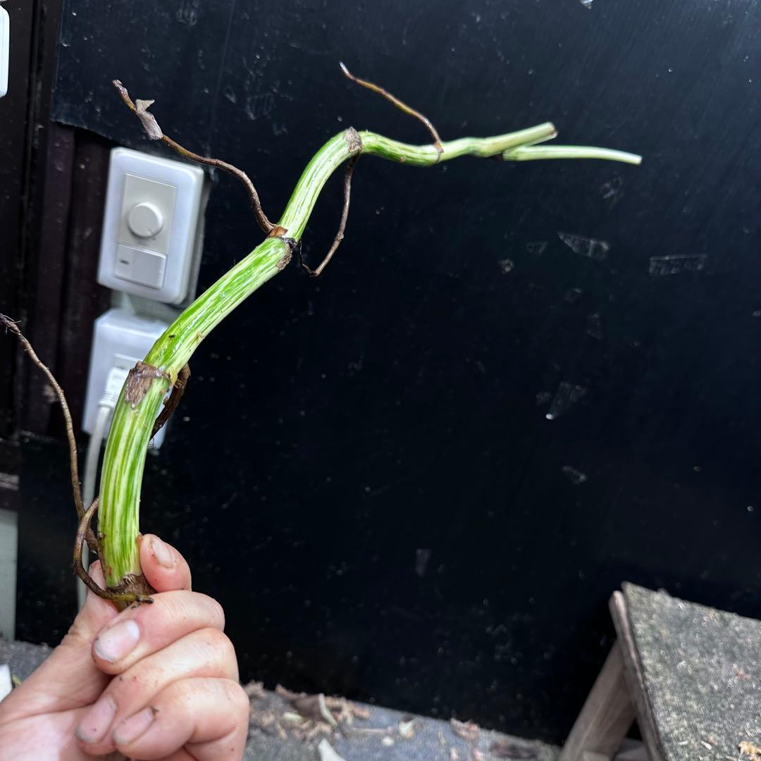 超*✿様 斑入りモンステラホワイトタイガー茎5株おまとめ