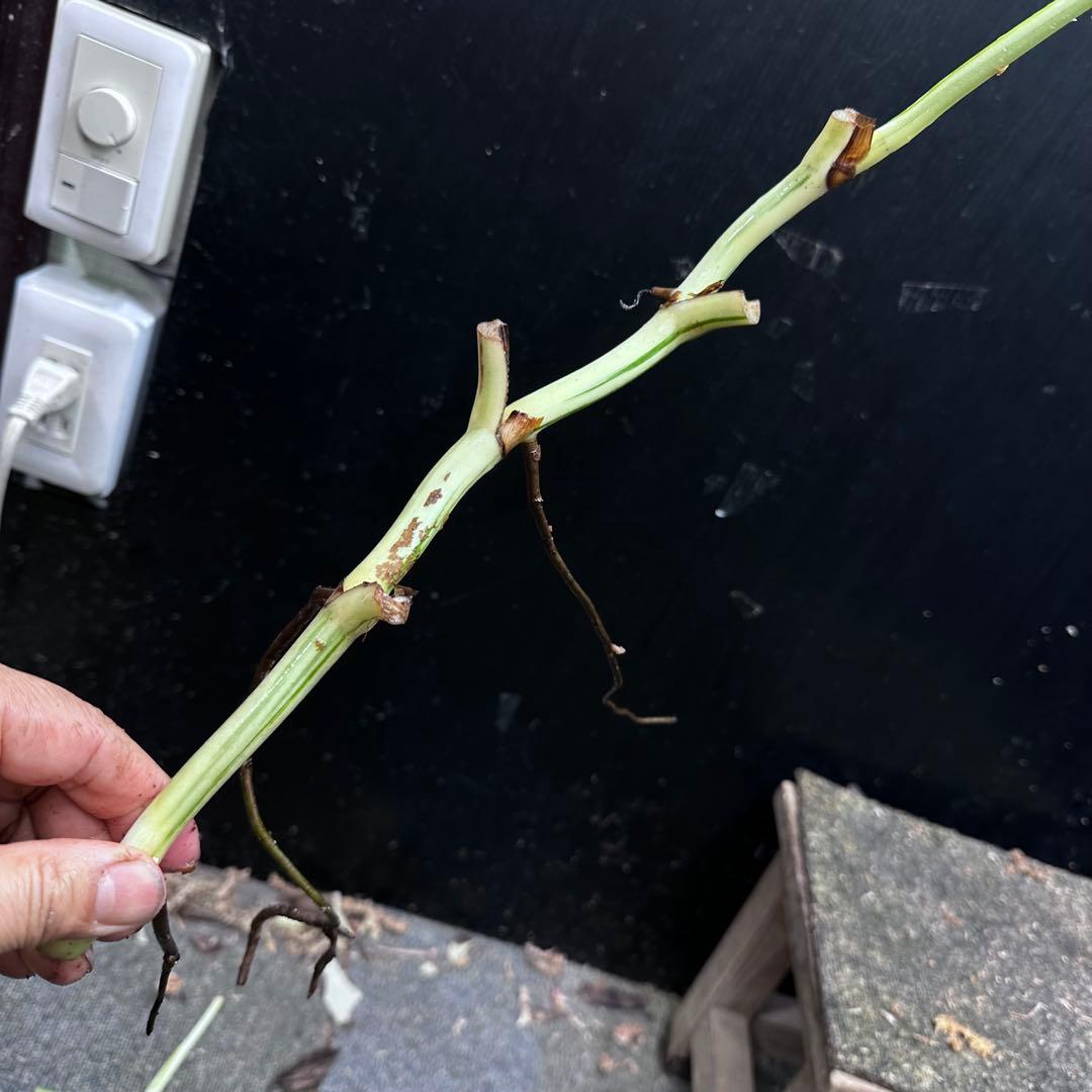 超*✿様 斑入りモンステラホワイトタイガー茎5株おまとめ