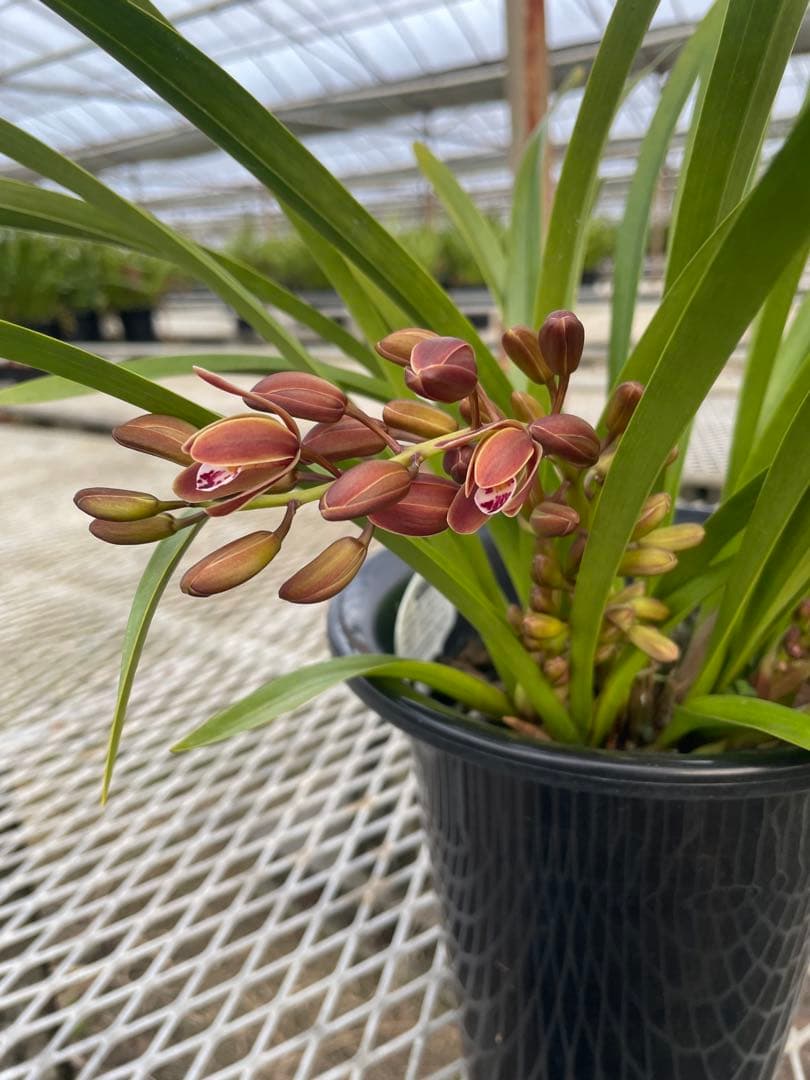 R8年キンリョウヘン花芽4本#12