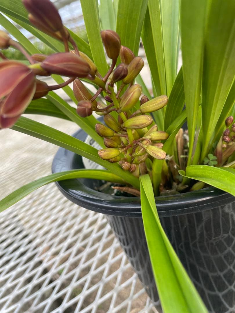 R8年キンリョウヘン花芽4本#12