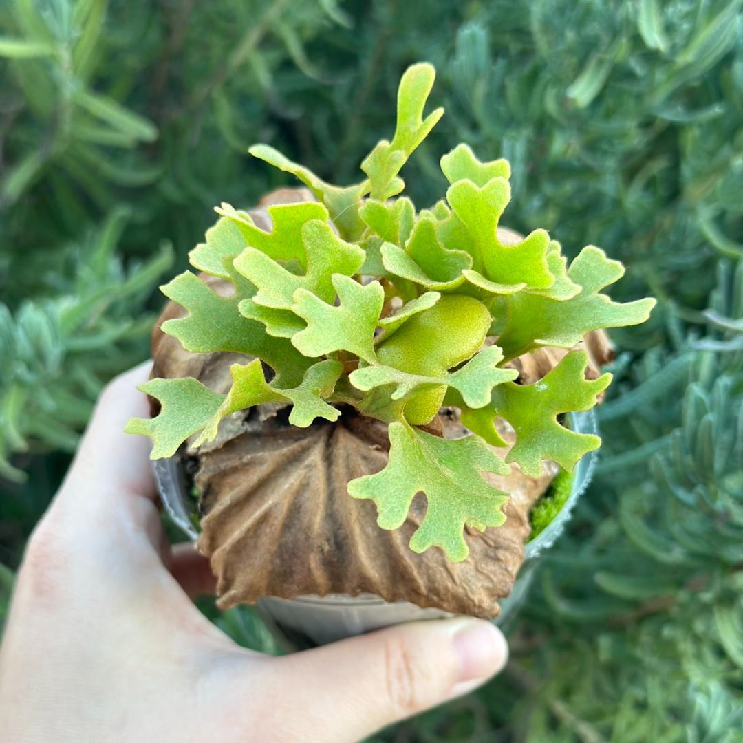 ビカクシダ P.ridleyi dwarf silver 3303