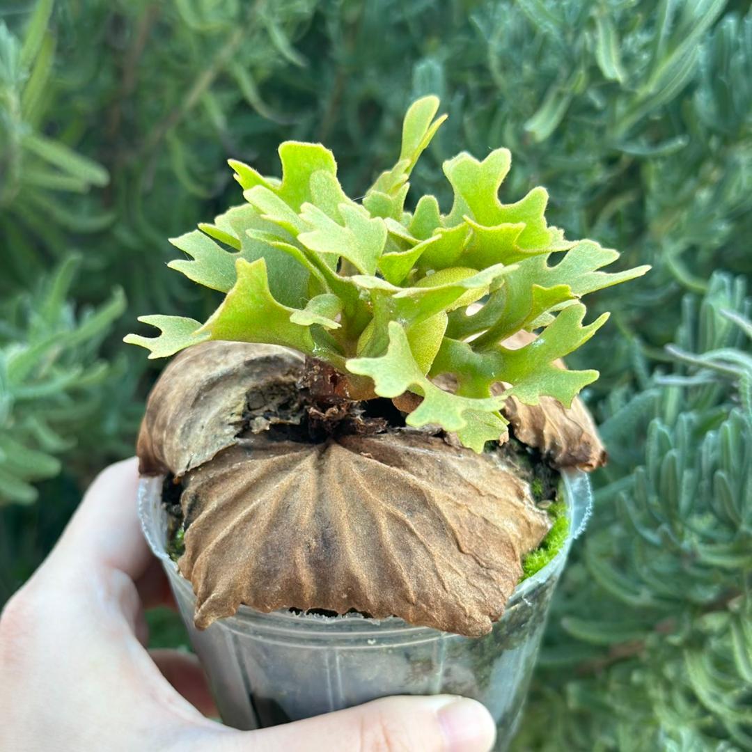 ビカクシダ P.ridleyi dwarf silver 3303