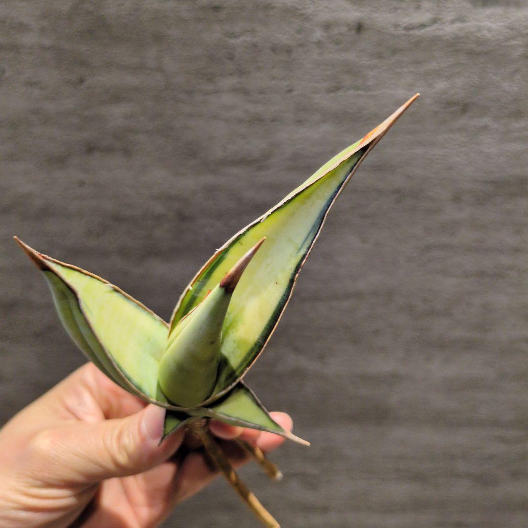 サンスベリア　ピングイキュラ　極上斑入り　インドネシア直輸入株　ロリダ　アガベ