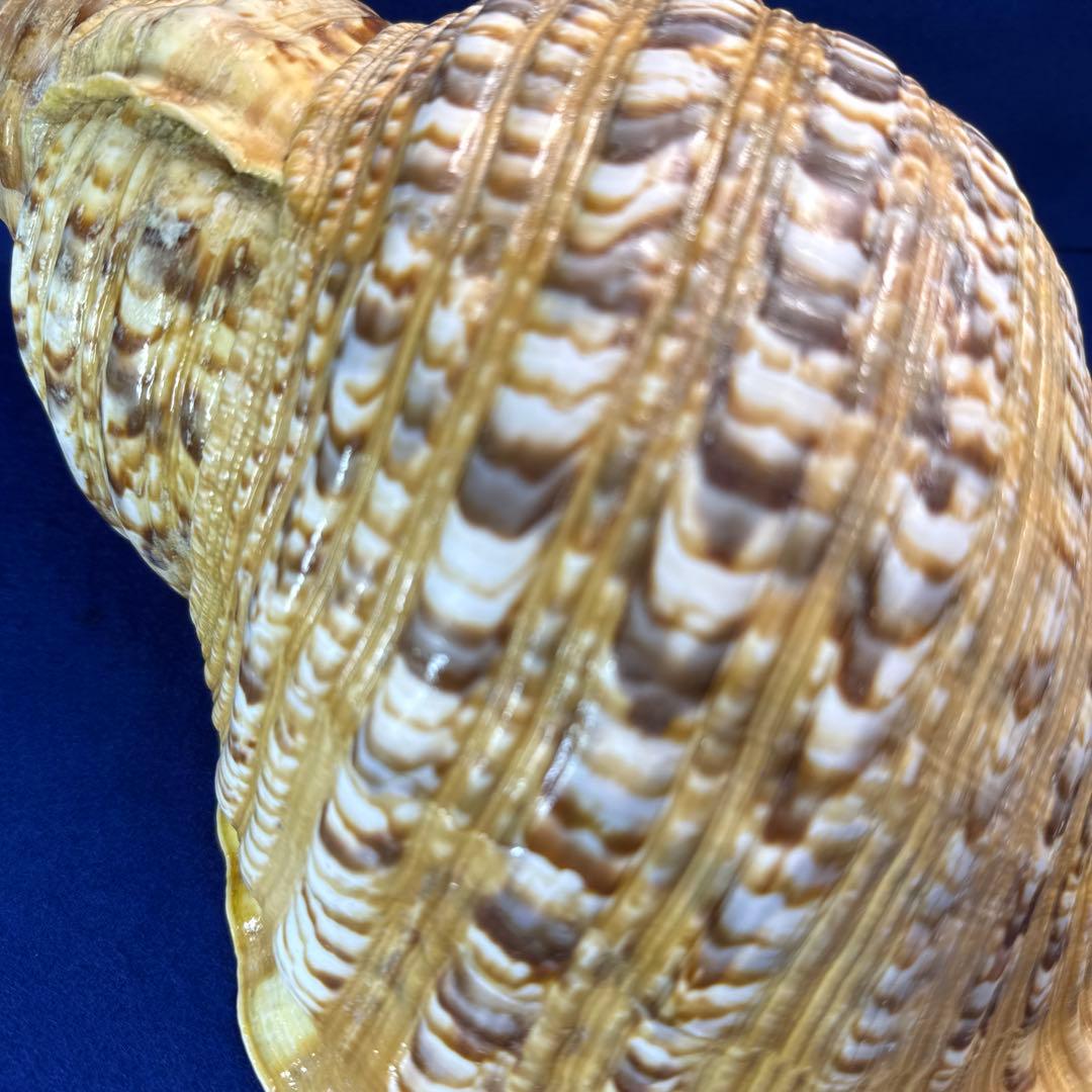 特大法螺貝　ホラガイ　三伏　魔除　　　　　　　　　熊よけ