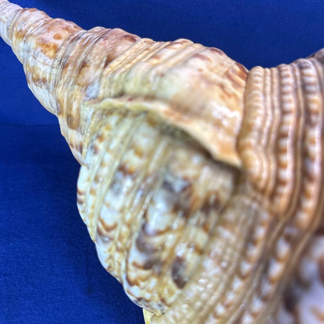 特大法螺貝　ホラガイ　三伏　魔除　　　　　　　　　熊よけ