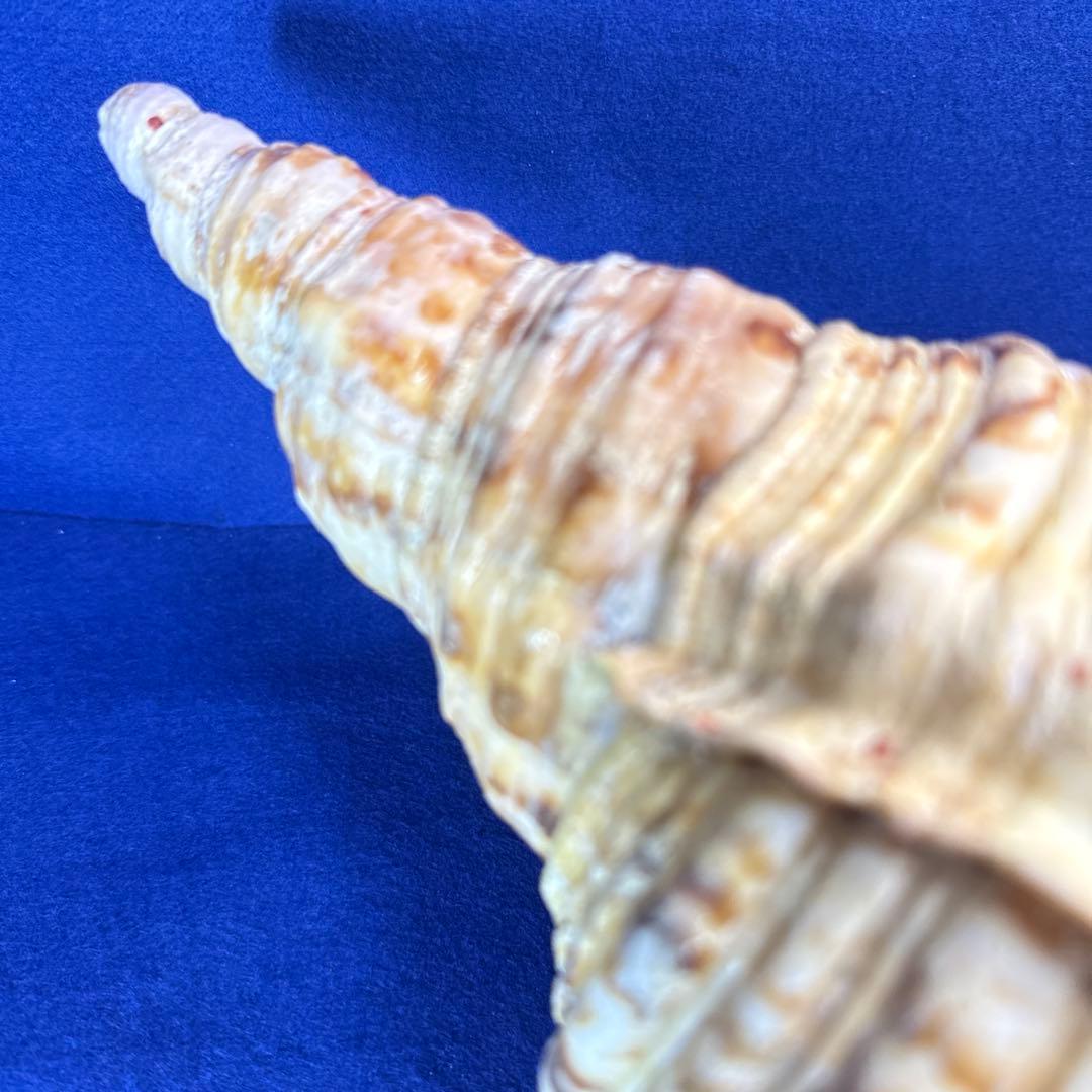 特大法螺貝　ホラガイ　三伏　魔除　　　　　　　　　熊よけ