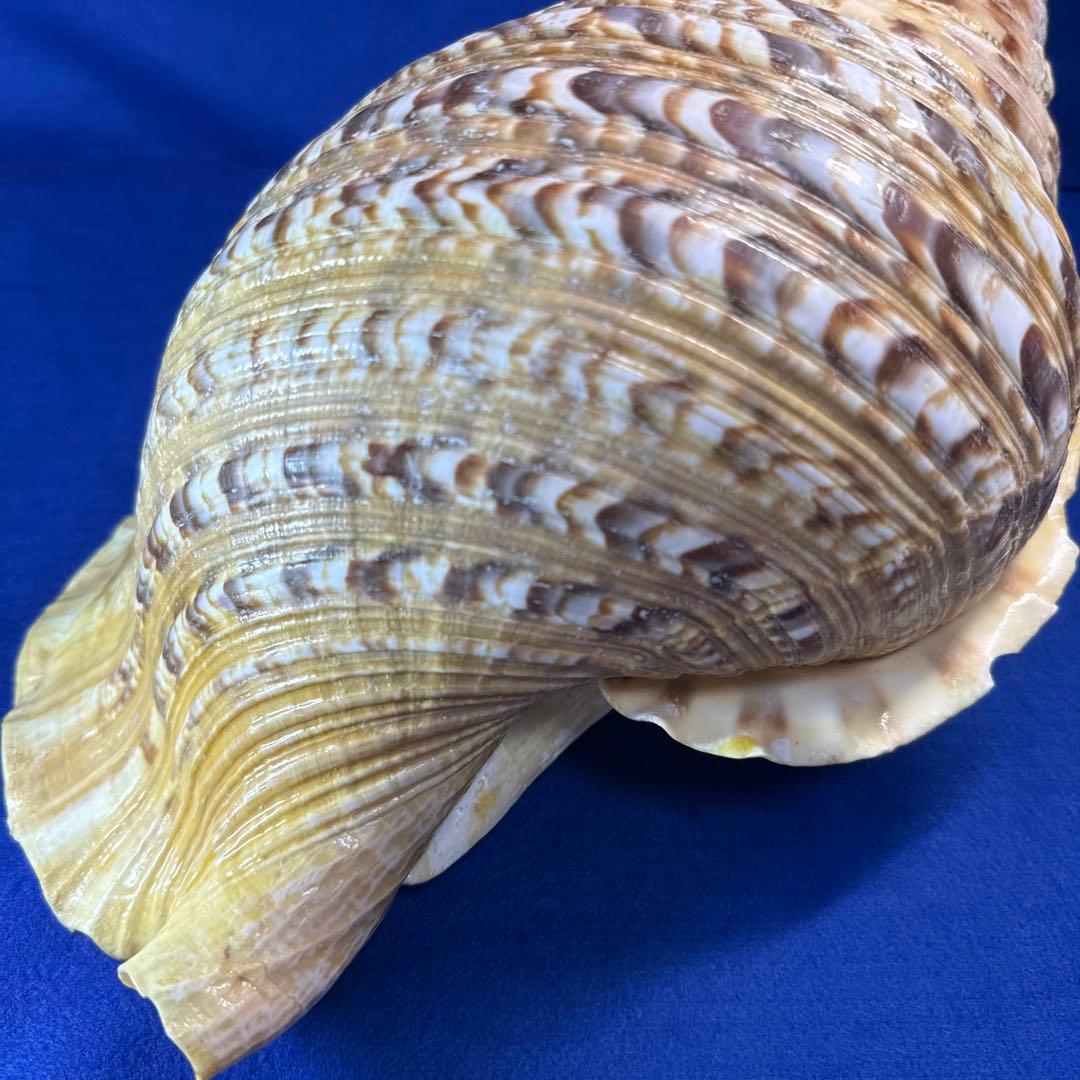 特大法螺貝　ホラガイ　三伏　魔除　　　　　　　　　熊よけ