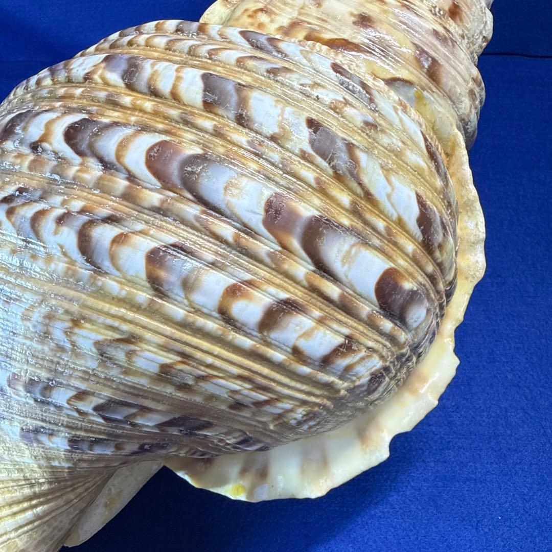 特大法螺貝　ホラガイ　三伏　魔除　　　　　　　　　熊よけ