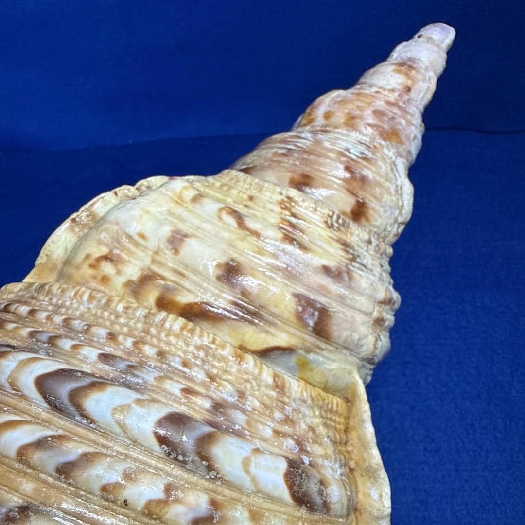 特大法螺貝　ホラガイ　三伏　魔除　　　　　　　　　熊よけ