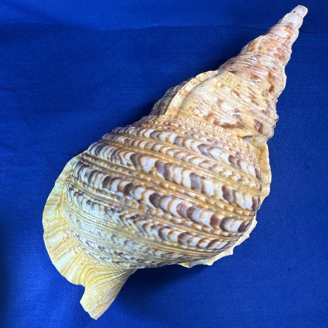 特大法螺貝　ホラガイ　三伏　魔除　　　　　　　　　熊よけ