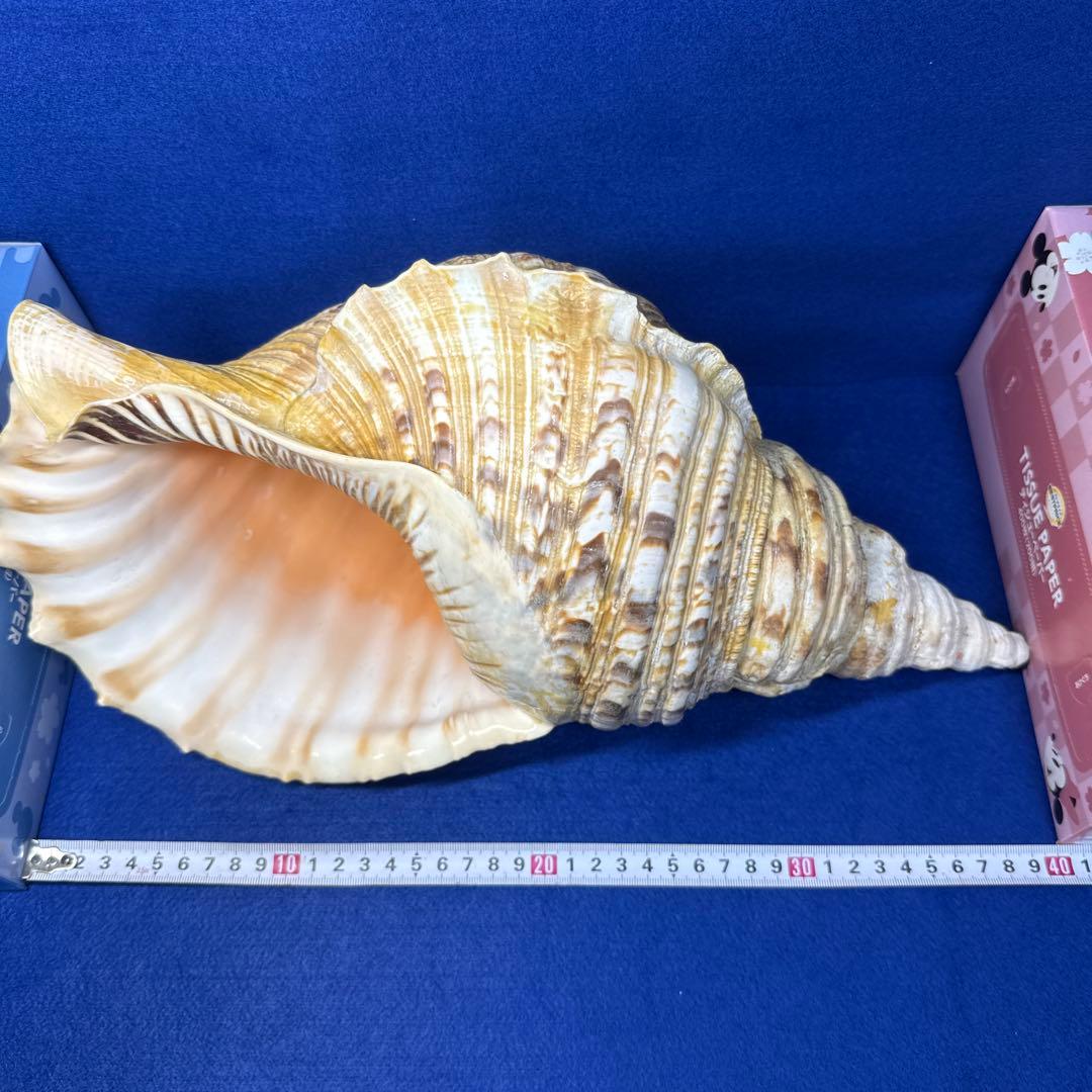 特大法螺貝　ホラガイ　三伏　魔除　　　　　　　　　熊よけ