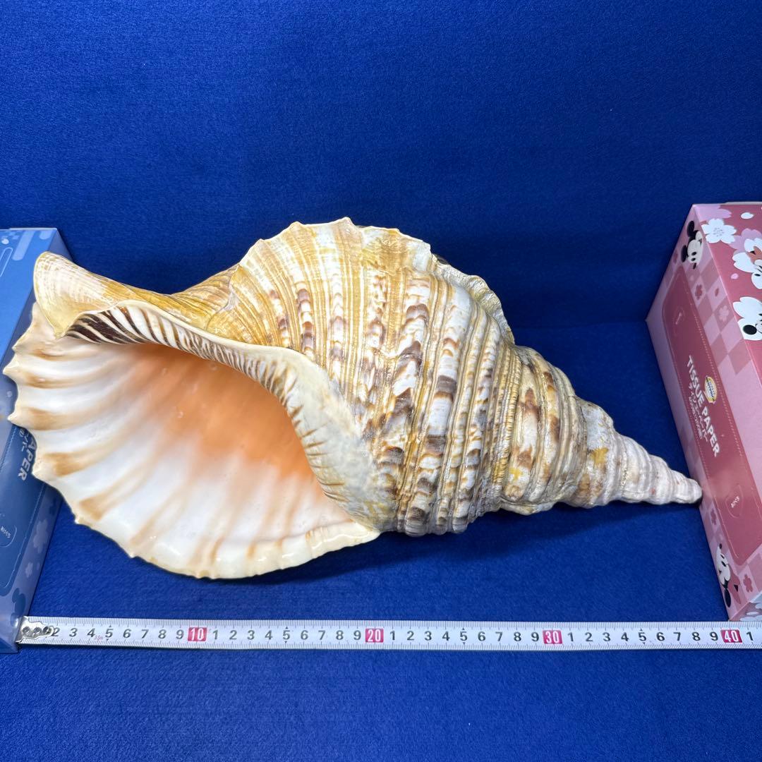 特大法螺貝　ホラガイ　三伏　魔除　　　　　　　　　熊よけ