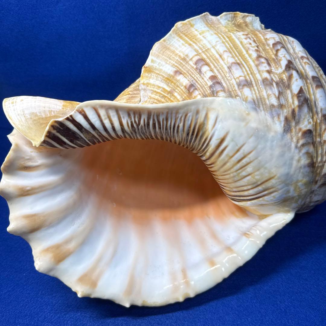 特大法螺貝　ホラガイ　三伏　魔除　　　　　　　　　熊よけ