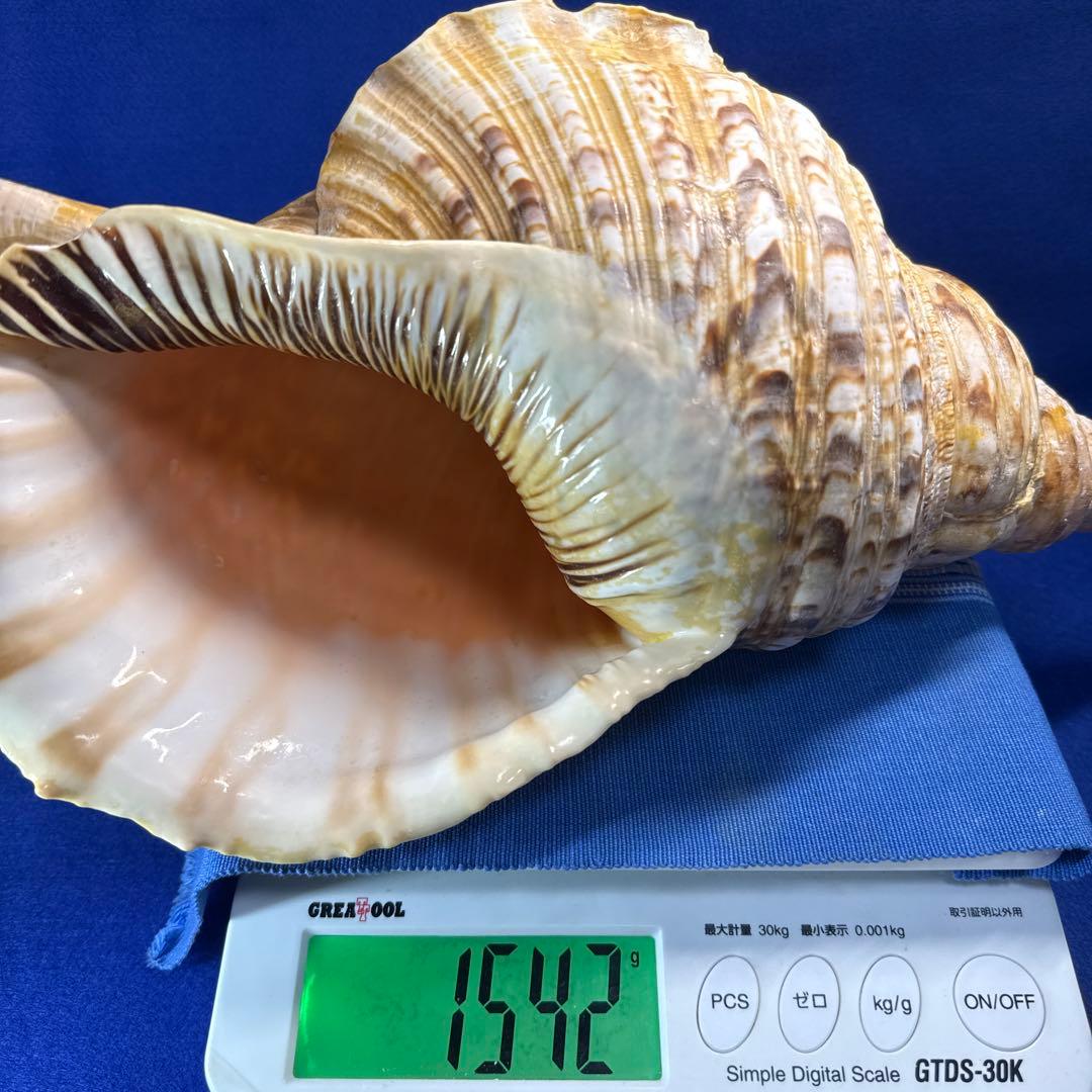 特大法螺貝　ホラガイ　三伏　魔除　　　　　　　　　熊よけ
