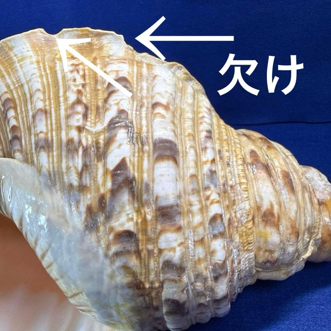 特大法螺貝　ホラガイ　三伏　魔除　　　　　　　　　熊よけ
