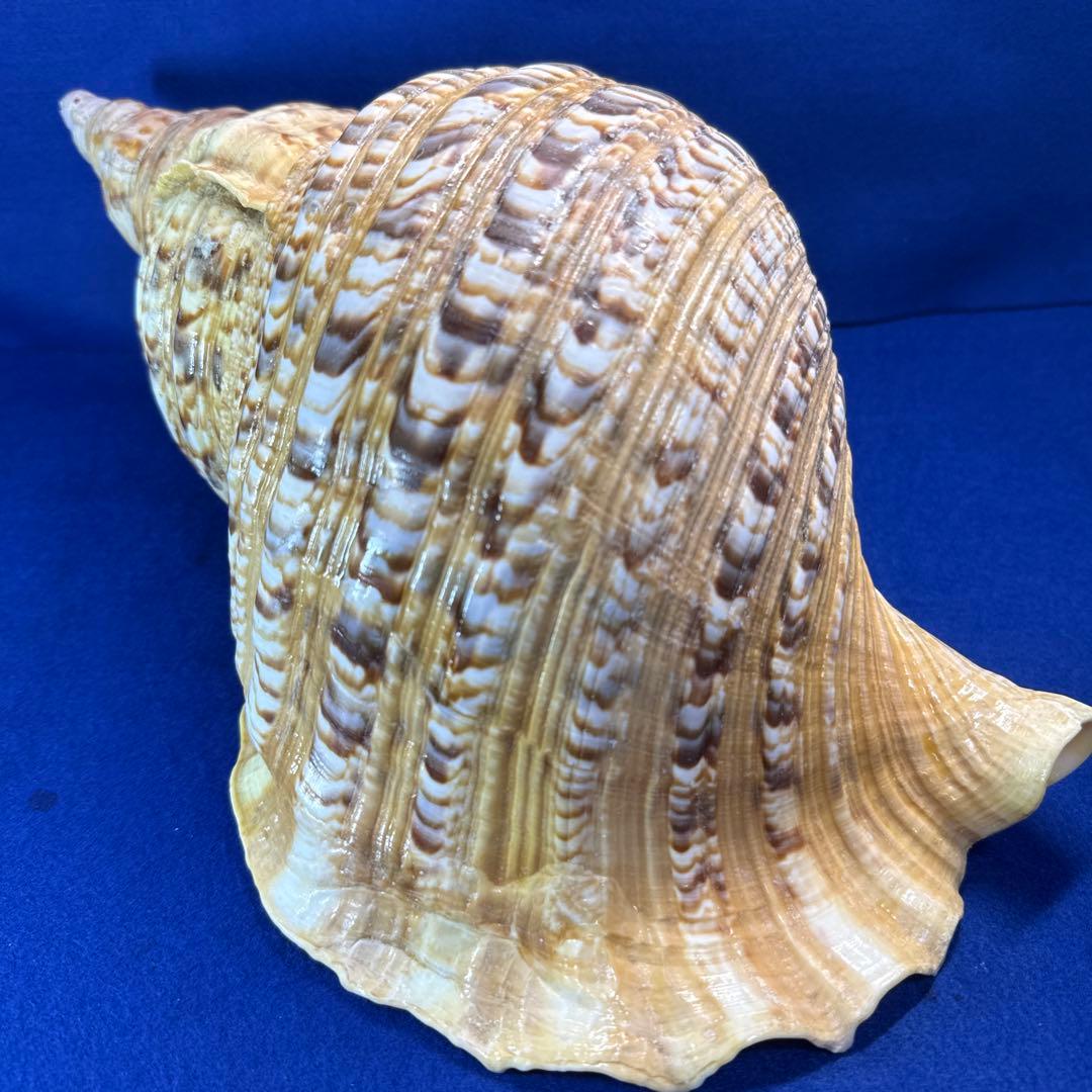 特大法螺貝　ホラガイ　三伏　魔除　　　　　　　　　熊よけ