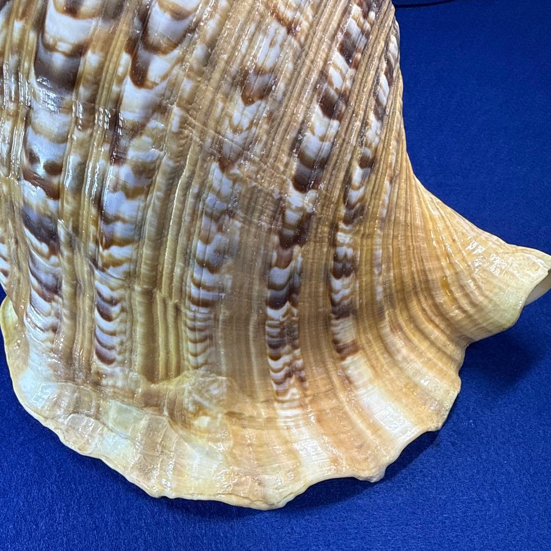 特大法螺貝　ホラガイ　三伏　魔除　　　　　　　　　熊よけ