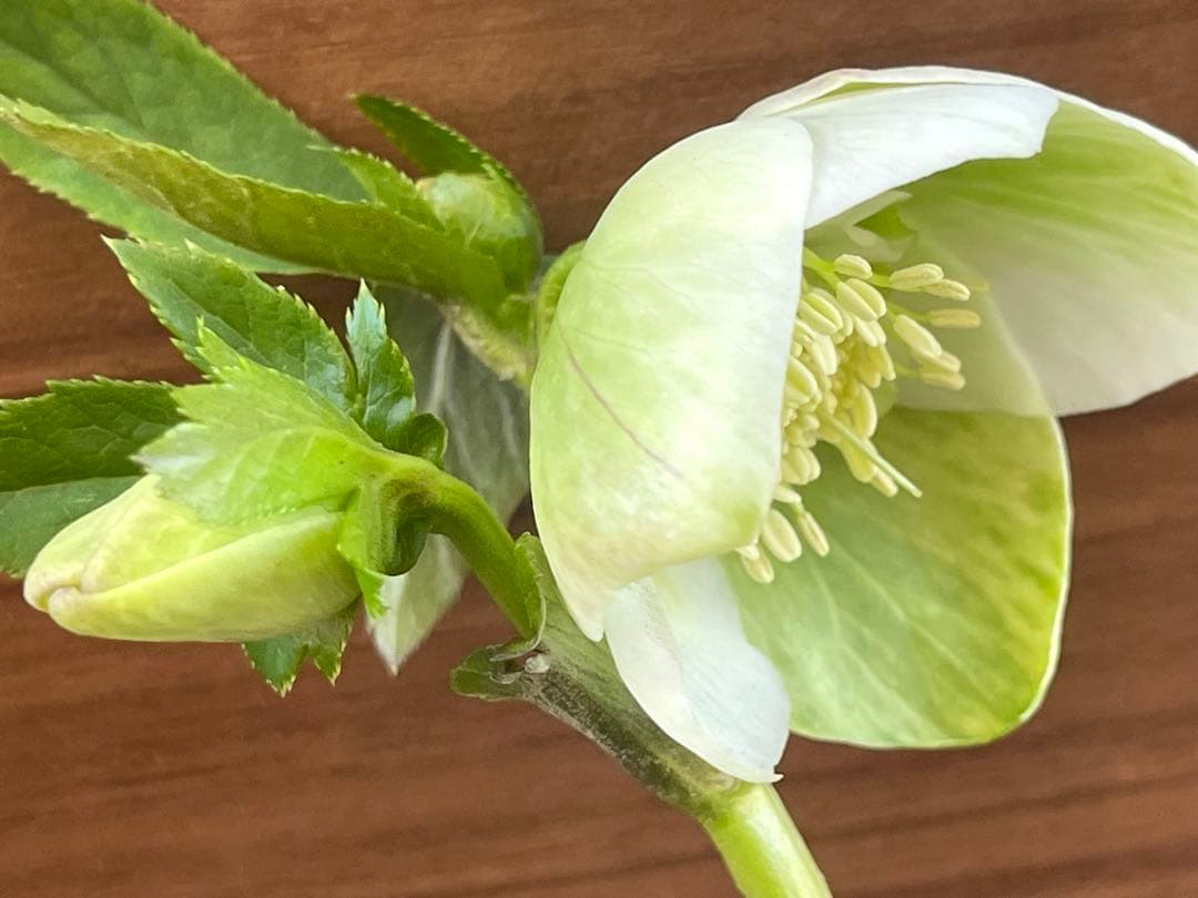 オークションで出品中のクリスマスローズ苗 ❣️80の2/28朝の様子。確認画像!