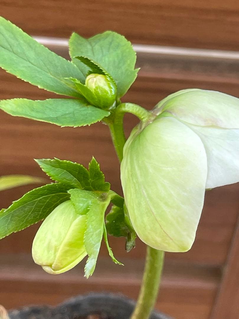 オークションで出品中のクリスマスローズ苗 ❣️80の2/28朝の様子。確認画像!