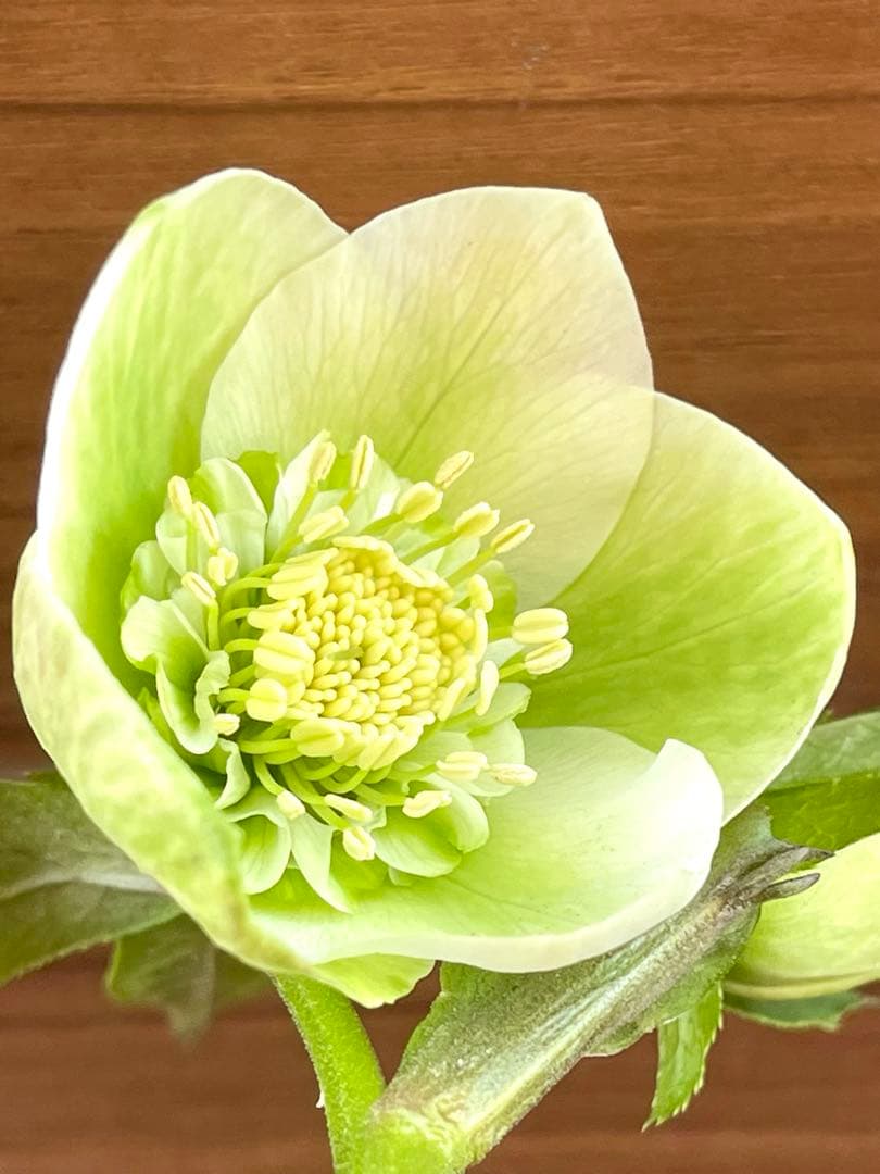 オークションで出品中のクリスマスローズ苗 ❣️80の2/28朝の様子。確認画像!