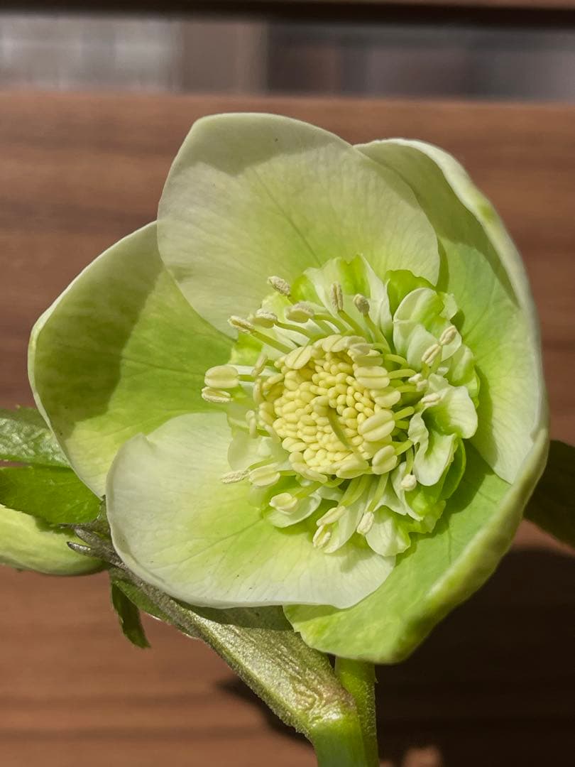 オークションで出品中のクリスマスローズ苗 ❣️80の2/28朝の様子。確認画像!