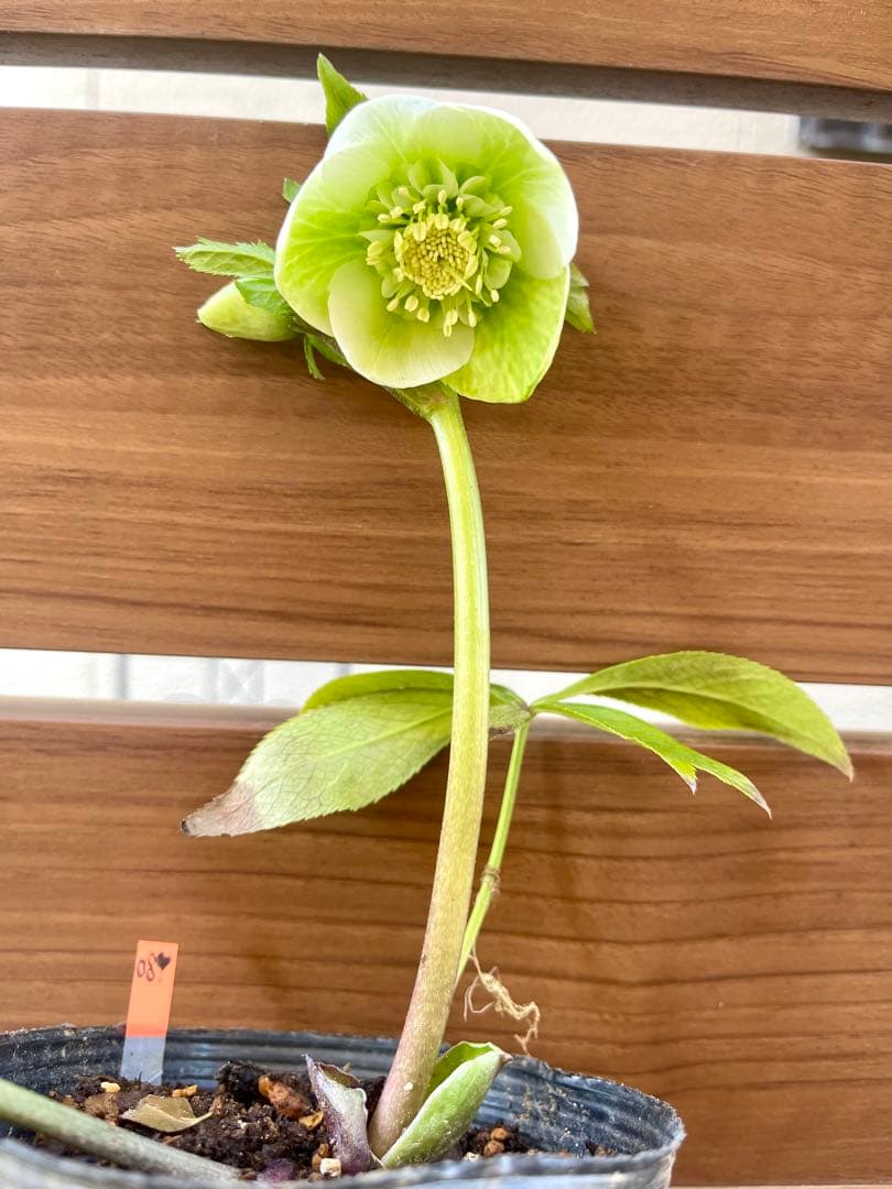 オークションで出品中のクリスマスローズ苗 ❣️80の2/28朝の様子。確認画像!