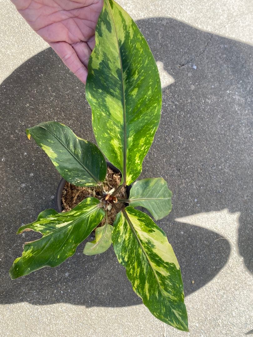 アンスリウム　ハイブリッド　斑入り