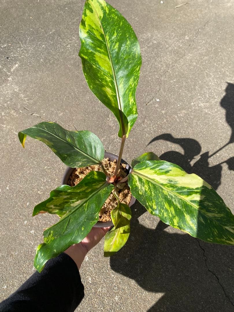 アンスリウム　ハイブリッド　斑入り