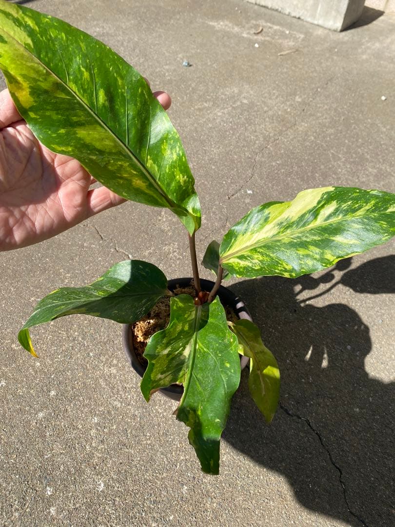 アンスリウム　ハイブリッド　斑入り