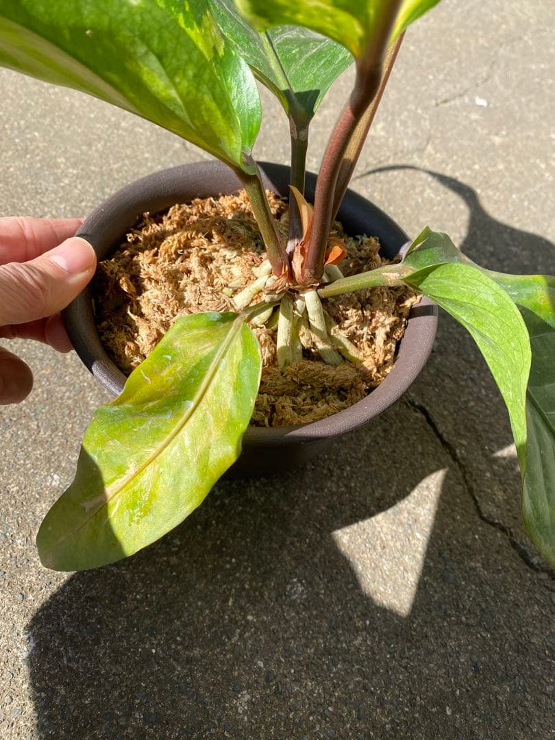 アンスリウム　ハイブリッド　斑入り