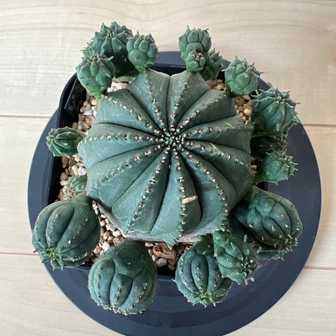 ユーフォルビア　オベサ　斑入り　子株多数