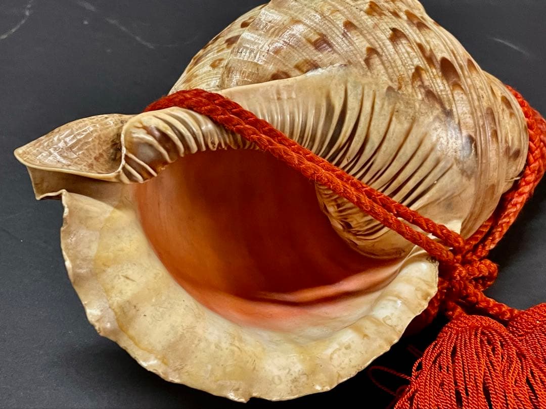 割引❣️【美品】「母」 法螺貝 ほら貝 口金 38cm 山伏 修験道 (218A)