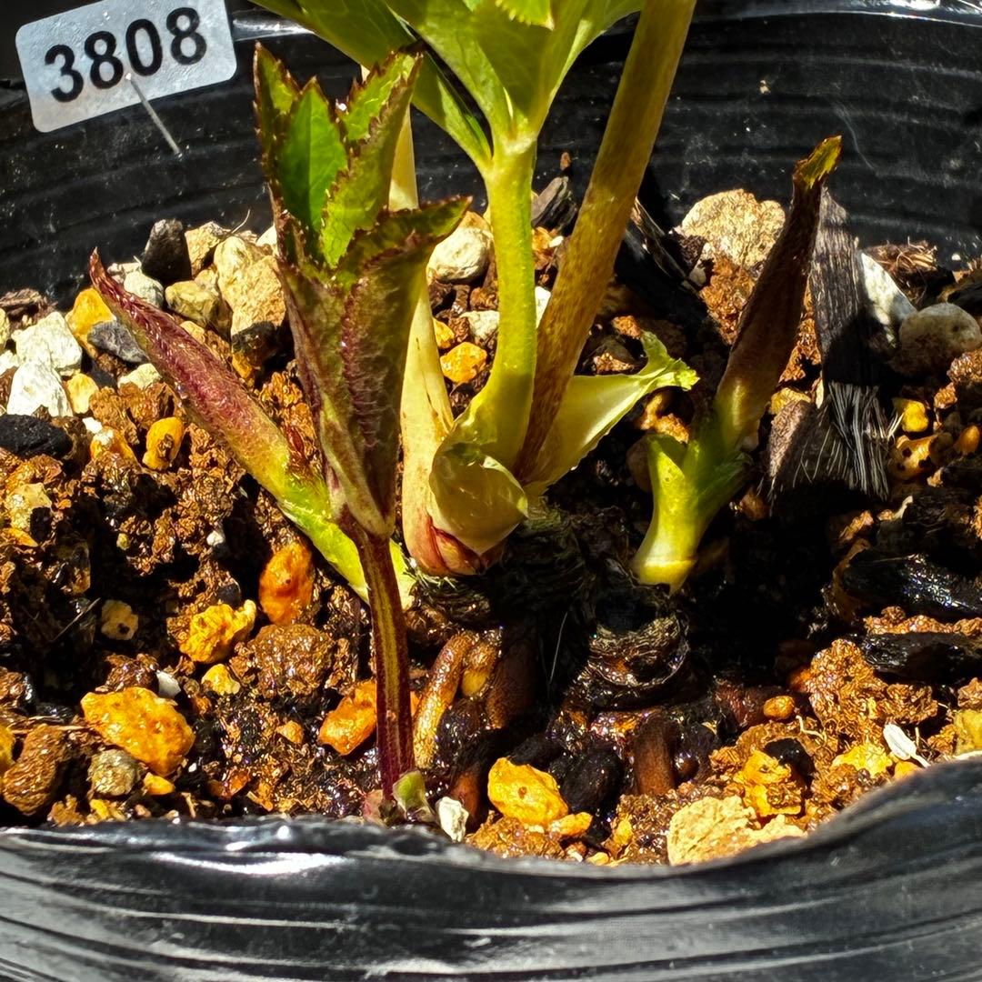 3808☘️1年間管理株☘️⭐️オーレア⭐️フサフサいちごレモンみるく⭐️曽田園芸⭐️