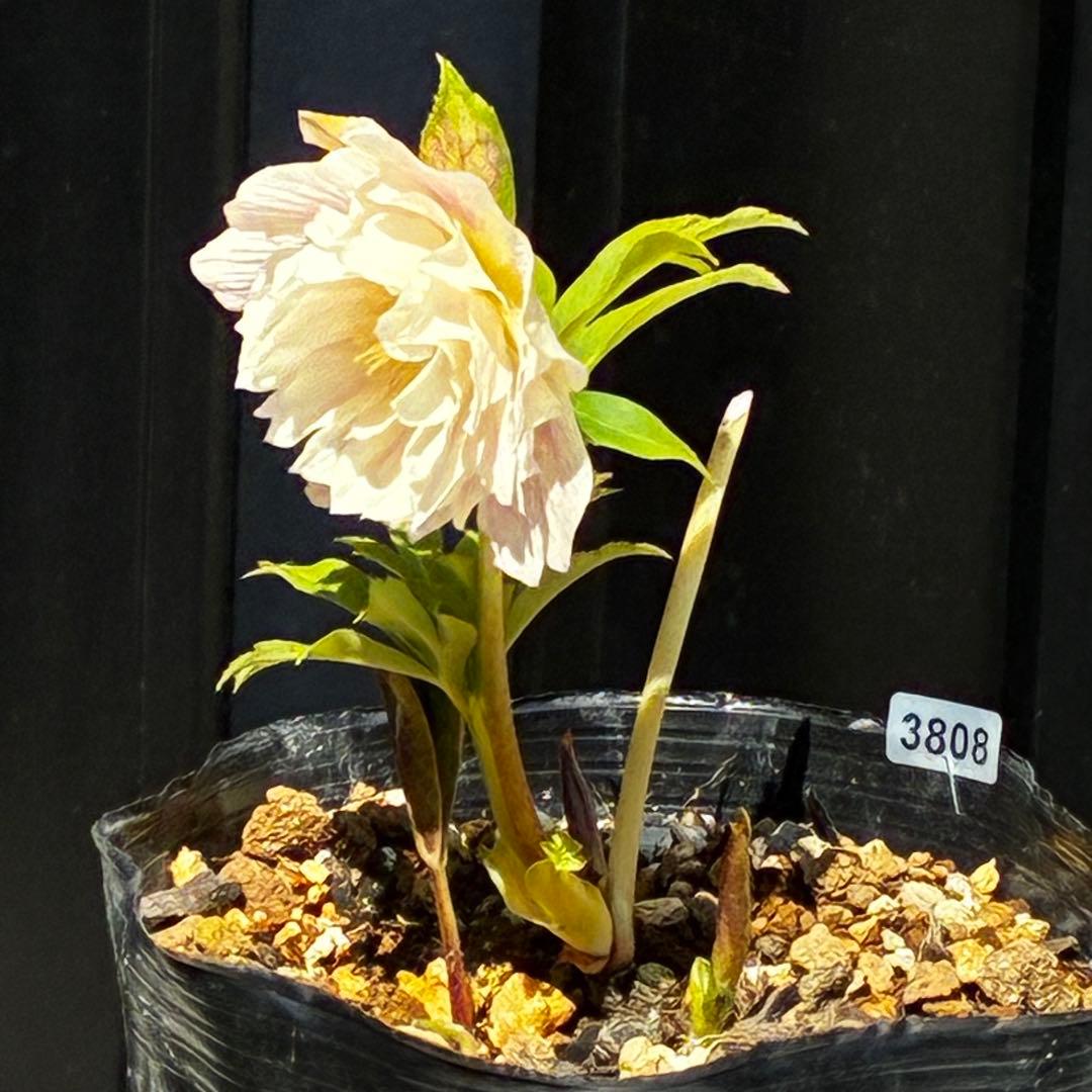 3808☘️1年間管理株☘️⭐️オーレア⭐️フサフサいちごレモンみるく⭐️曽田園芸⭐️