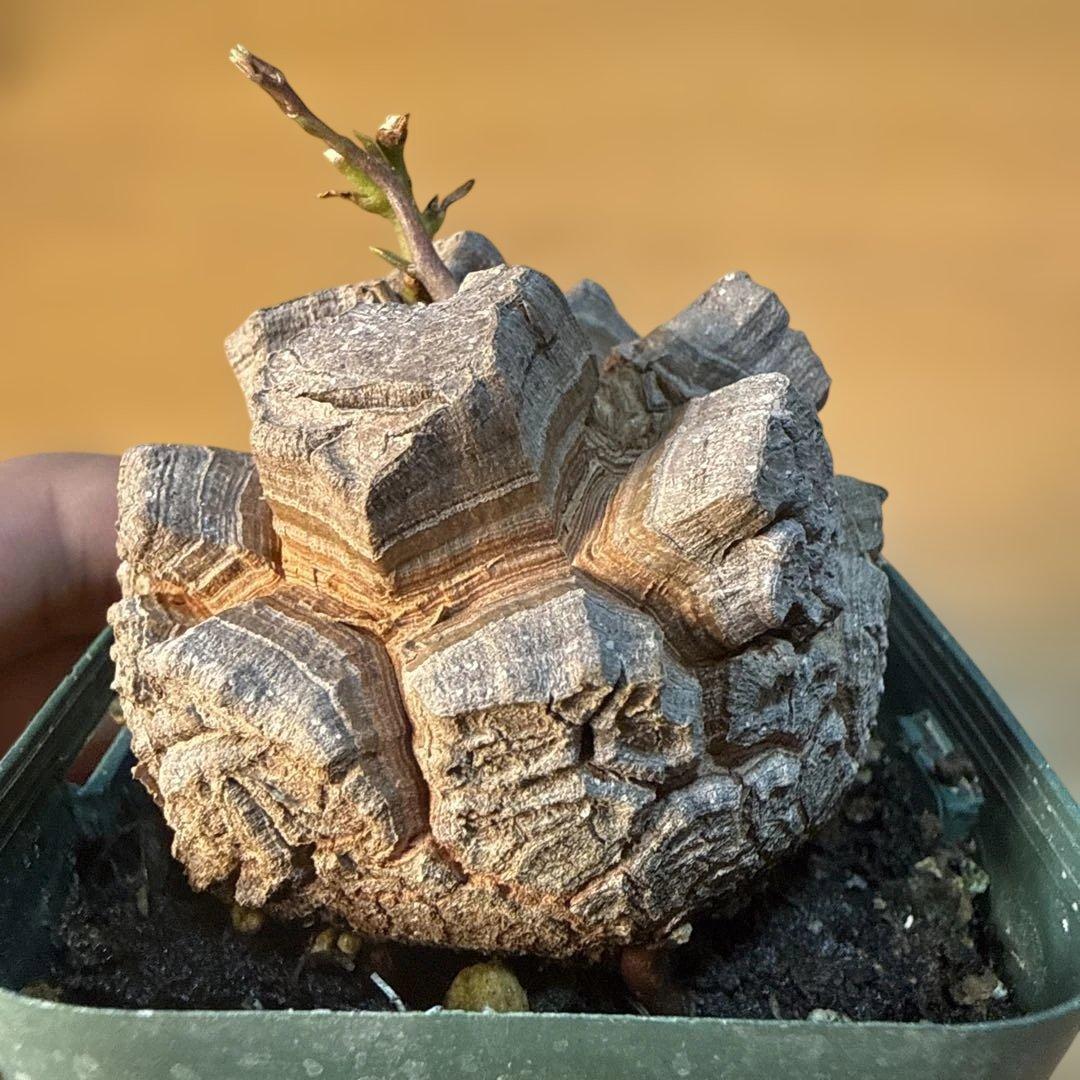 【極上】バキバキ亀甲竜 7.5cmポット 速達 塊根植物 コーデックス