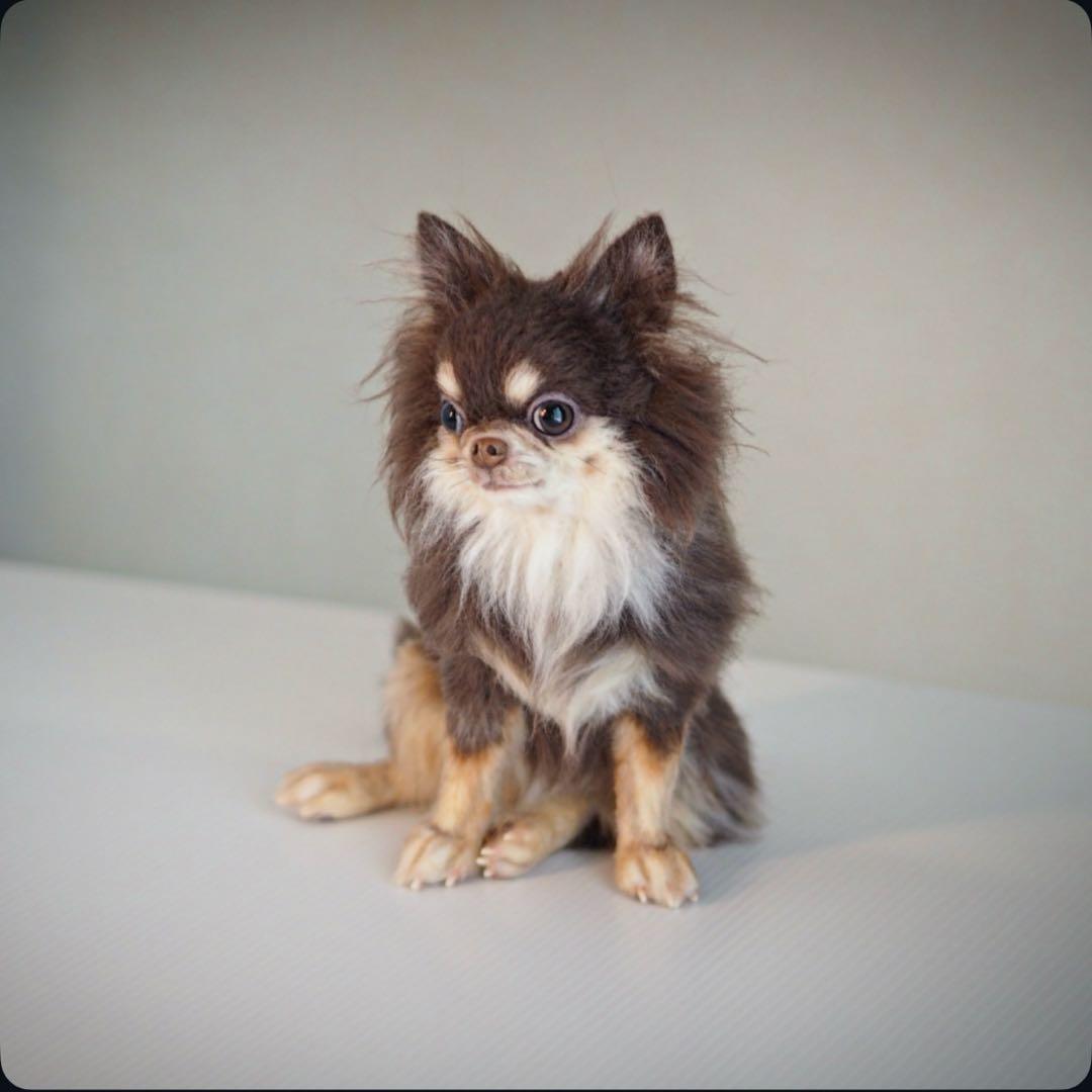 羊毛フェルト　チョコタンチワワ　やる気ないお座りポーズ　犬　チワワ　一点物