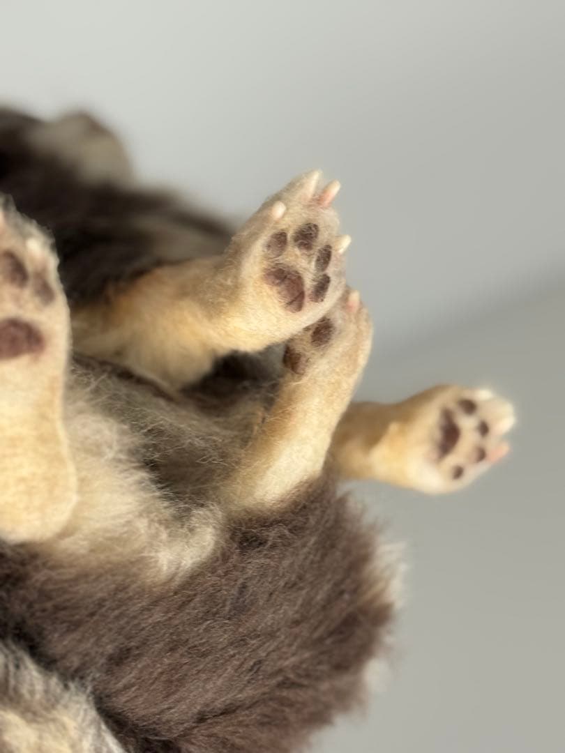羊毛フェルト　チョコタンチワワ　やる気ないお座りポーズ　犬　チワワ　一点物