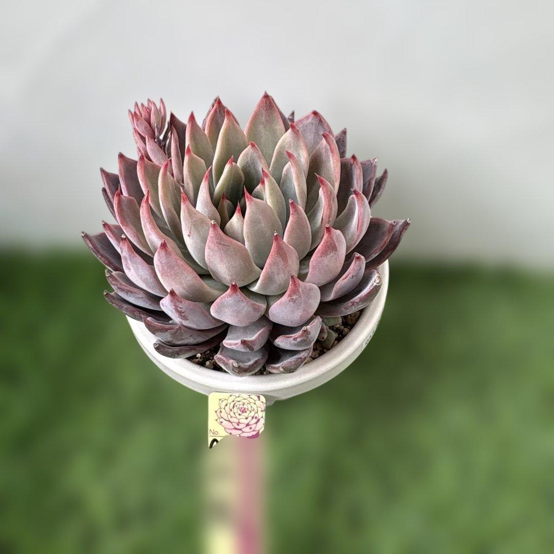 【メルカリ便】札付き　赤鬼　大苗　おらいさん苗　ミックスベリア