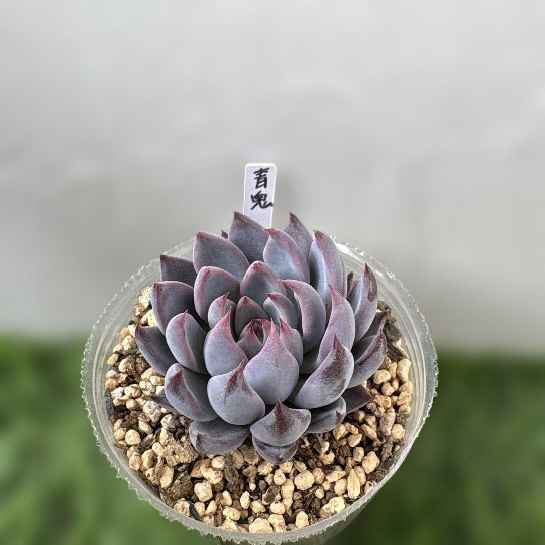 【メルカリ便】札付き　赤鬼　大苗　おらいさん苗　ミックスベリア