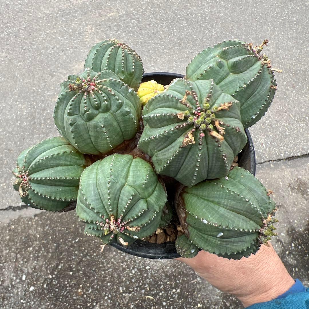 ユーフォルビア　オベサ梵天