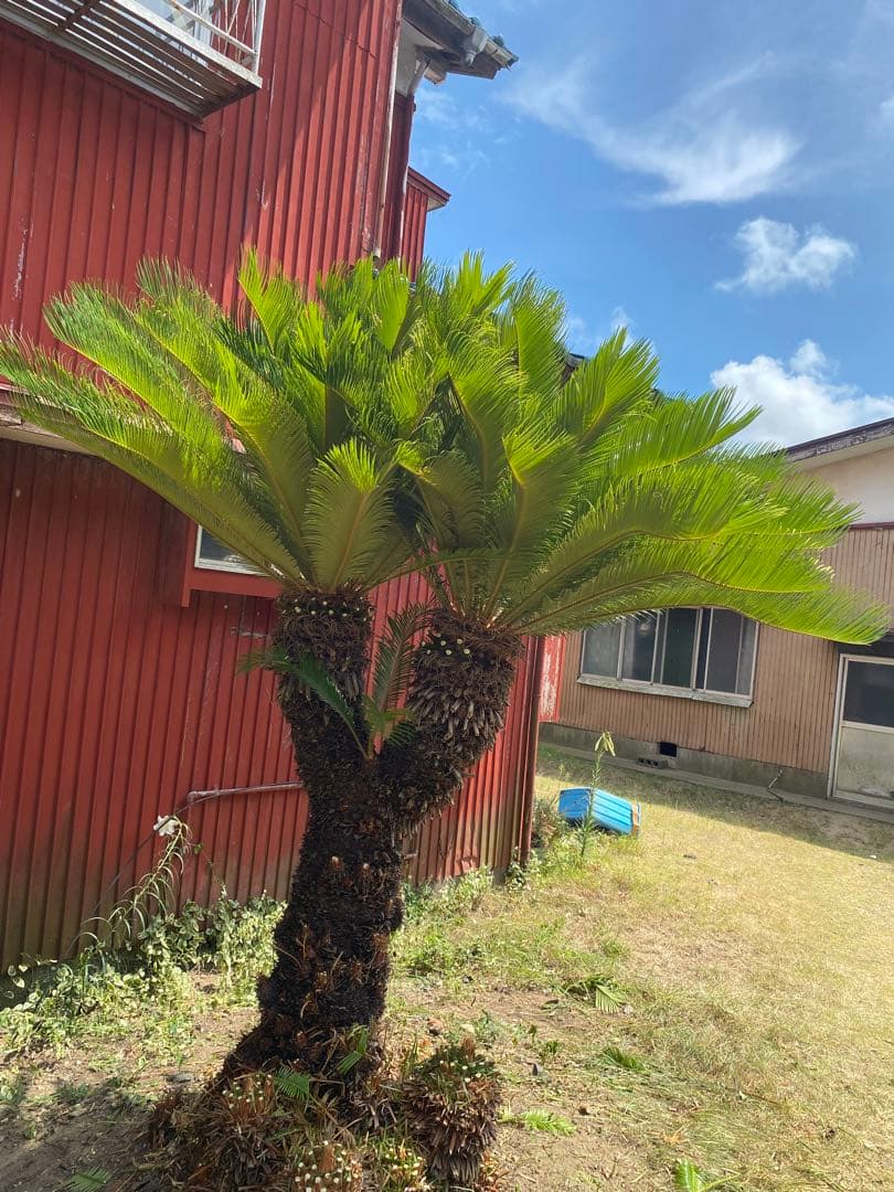 ソテツ
